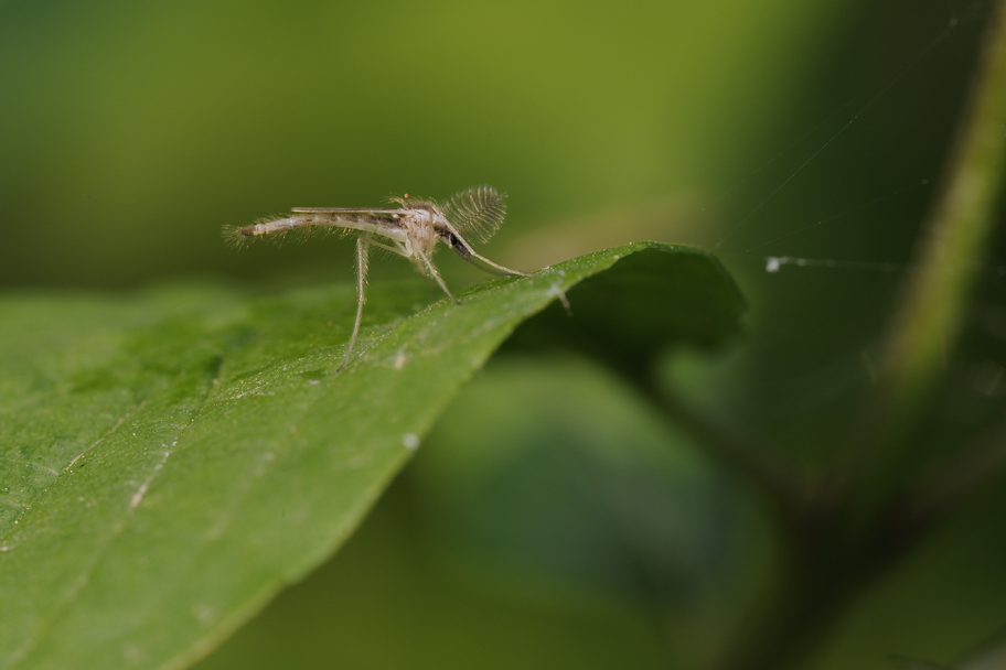 Chironomide